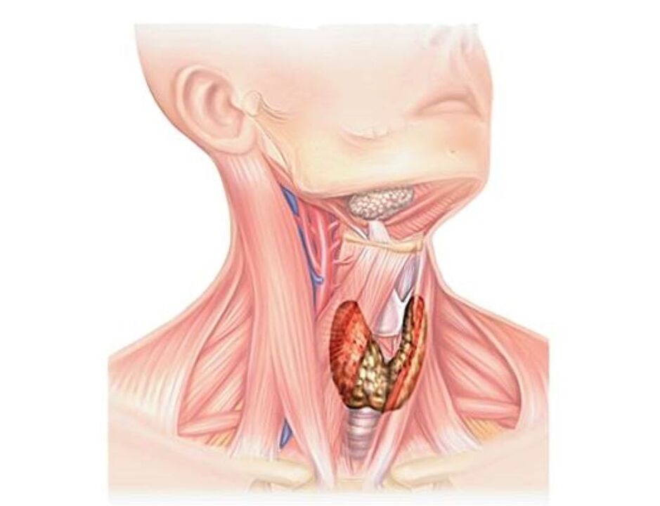 illustrazione del sistema endocrino umano